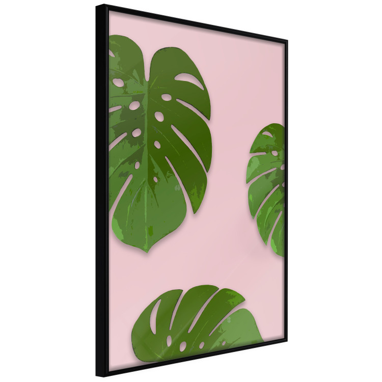 Poster Fragment of Exoticism - tropical green monstera leaves on a pink background 127062 additionalImage 11