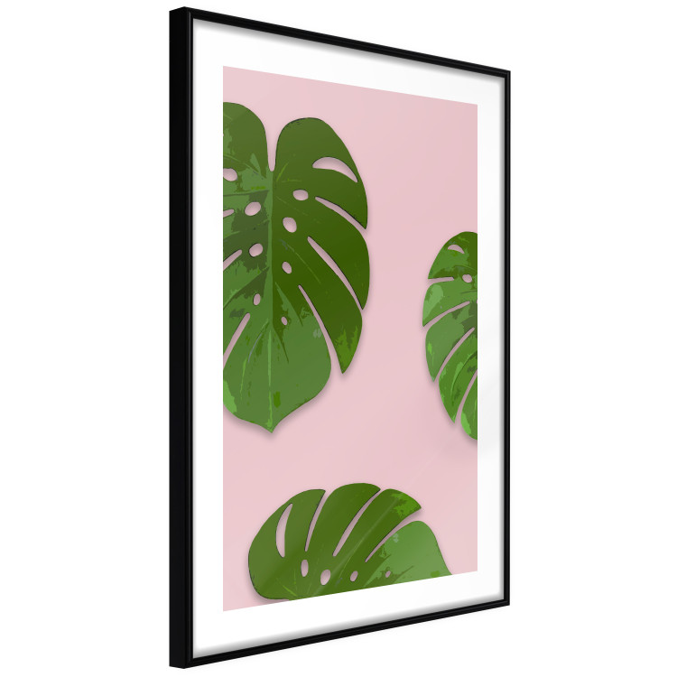 Poster Fragment of Exoticism - tropical green monstera leaves on a pink background 127062 additionalImage 6