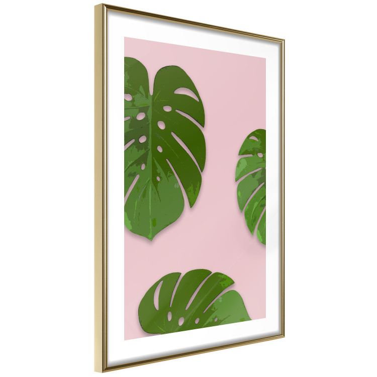 Poster Fragment of Exoticism - tropical green monstera leaves on a pink background 127062 additionalImage 7