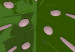 Poster Fragment of Exoticism - tropical green monstera leaves on a pink background 127062 additionalThumb 10