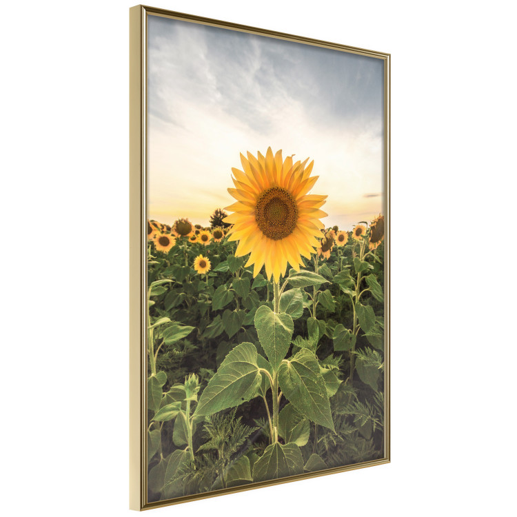 Wall Poster Sunflower Field - meadow full of yellow flowers against a bright sky 135762 additionalImage 13