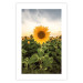 Wall Poster Sunflower Field - meadow full of yellow flowers against a bright sky 135762 additionalThumb 20