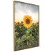 Wall Poster Sunflower Field - meadow full of yellow flowers against a bright sky 135762 additionalThumb 11