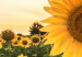 Wall Poster Sunflower Field - meadow full of yellow flowers against a bright sky 135762 additionalThumb 9