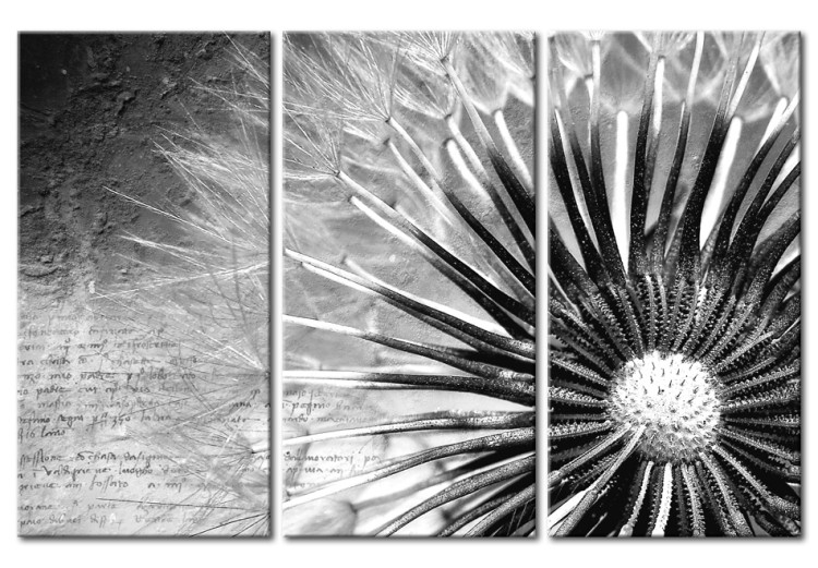 Canvas Dandelion (black and white) 50462