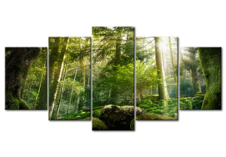 Canvas Print  The Beauty of the Forest 62462