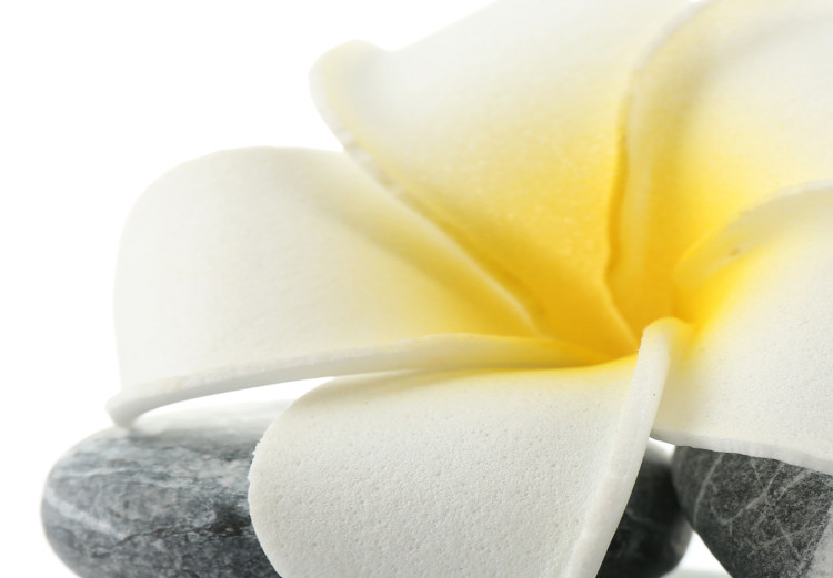 Canvas Print White Lotus - Relaxing Zen-style Stones with Oriental Flower 97462 additionalImage 5