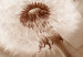 Canvas Two Dandelions (1 Part) Narrow 113772 additionalThumb 5