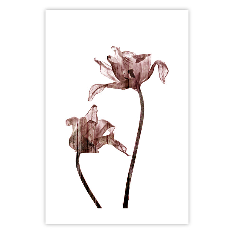 Wall Poster Translucent Closeness - botanical composition with powdery pink flowers 118272 additionalImage 15
