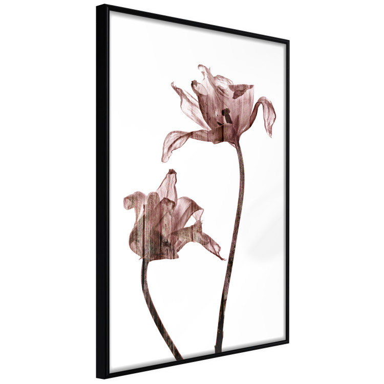Wall Poster Translucent Closeness - botanical composition with powdery pink flowers 118272 additionalImage 10