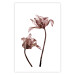 Wall Poster Translucent Closeness - botanical composition with powdery pink flowers 118272 additionalThumb 15