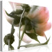 Canvas Print Peony Elegance (1-part) - Blooming and Delicate Flower Nature 122672 additionalThumb 2