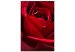 Canvas Art Print Red Flower (1-piece) - close-up of delicate rose petals 144772
