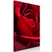 Canvas Art Print Red Flower (1-piece) - close-up of delicate rose petals 144772 additionalThumb 2