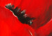 Canvas Poppy (1-piece) - nature with a red flower on an orange background 47572 additionalThumb 3