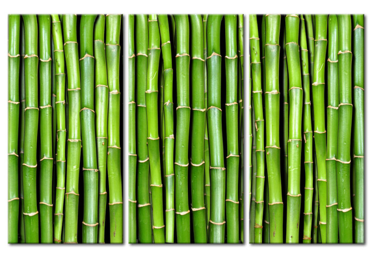 Canvas Green Bamboo - Asian triptych full of oriental plants 58772