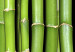 Canvas Green Bamboo - Asian triptych full of oriental plants 58772 additionalThumb 4