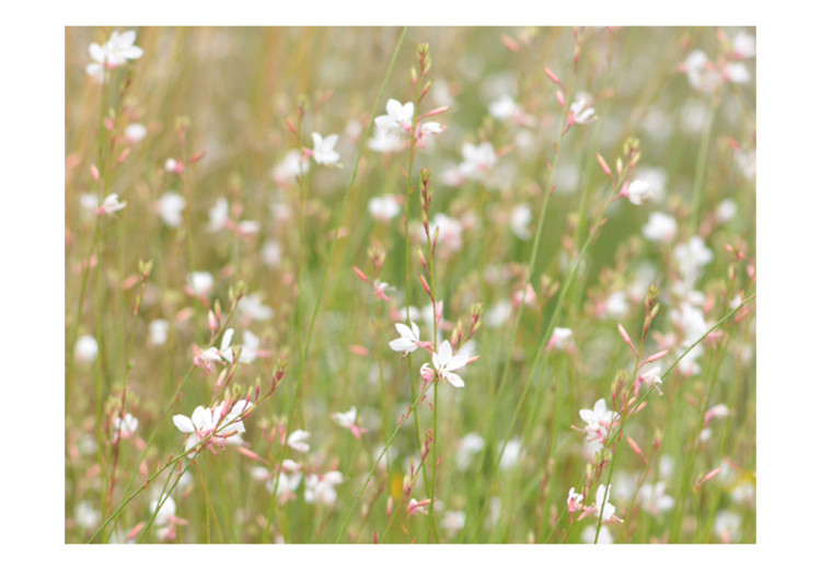 Photo Wallpaper Delicate White Blossoms - Sunny Meadow with a Close-up of Flowers 60472 additionalImage 1