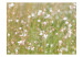 Photo Wallpaper Delicate White Blossoms - Sunny Meadow with a Close-up of Flowers 60472 additionalThumb 1