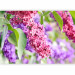 Wall Mural Touch of spring 60672 additionalThumb 5