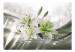 Wall Mural Beauty of the lily - white flowers on a background in green with light glow effect 93772 additionalThumb 1