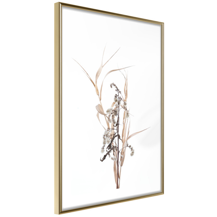 Poster Autumn Herbs - simple composition with dried plants on a white background 119182 additionalImage 6