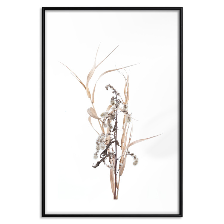 Poster Autumn Herbs - simple composition with dried plants on a white background 119182 additionalImage 17