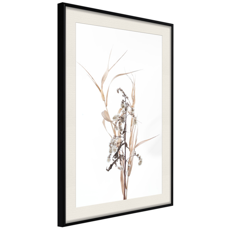 Poster Autumn Herbs - simple composition with dried plants on a white background 119182 additionalImage 3