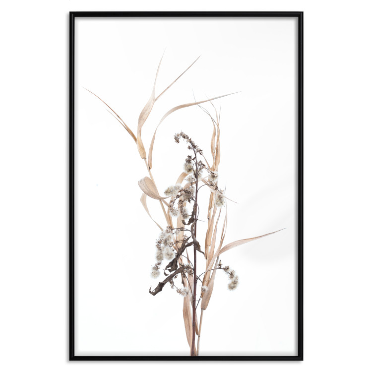 Poster Autumn Herbs - simple composition with dried plants on a white background 119182 additionalImage 18