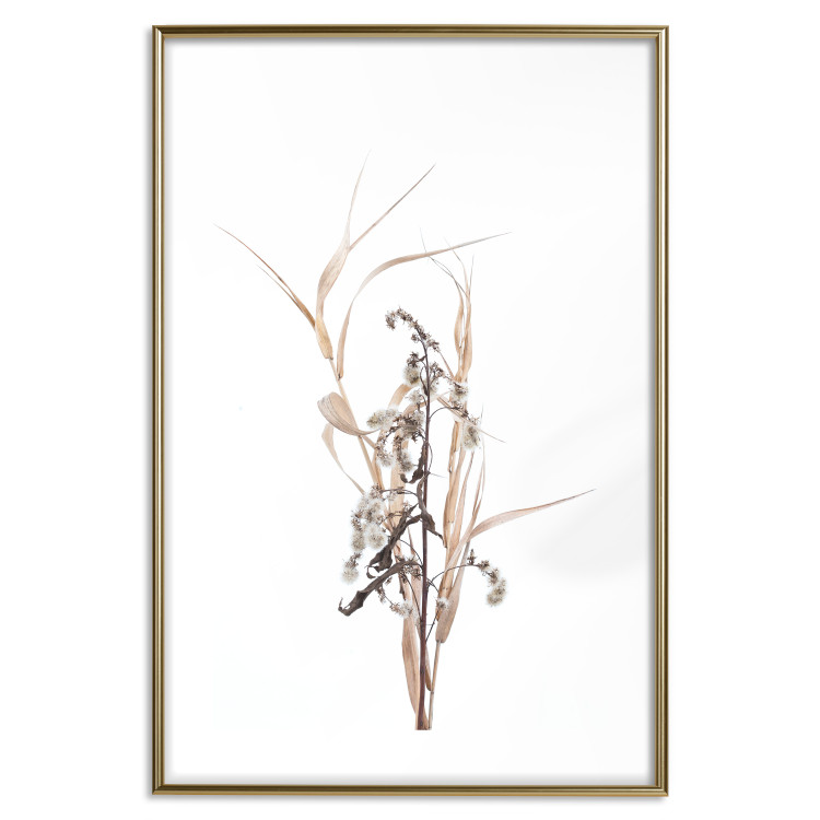Poster Autumn Herbs - simple composition with dried plants on a white background 119182 additionalImage 14