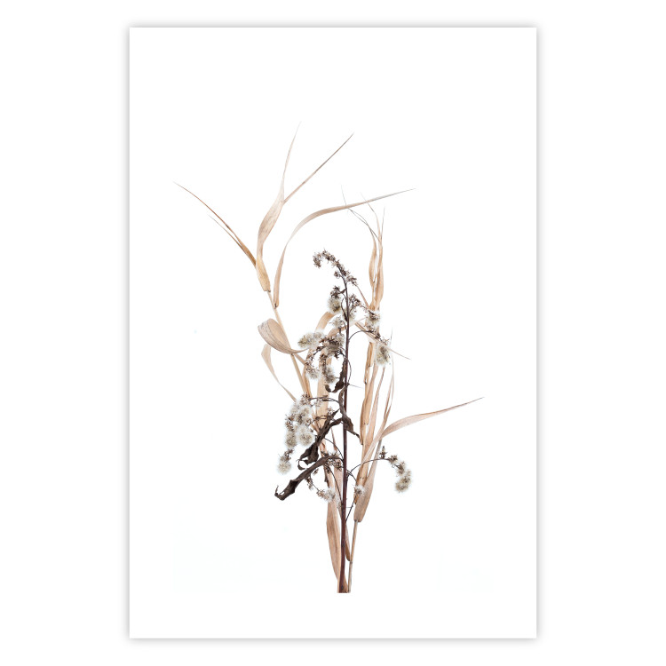 Poster Autumn Herbs - simple composition with dried plants on a white background 119182 additionalImage 25