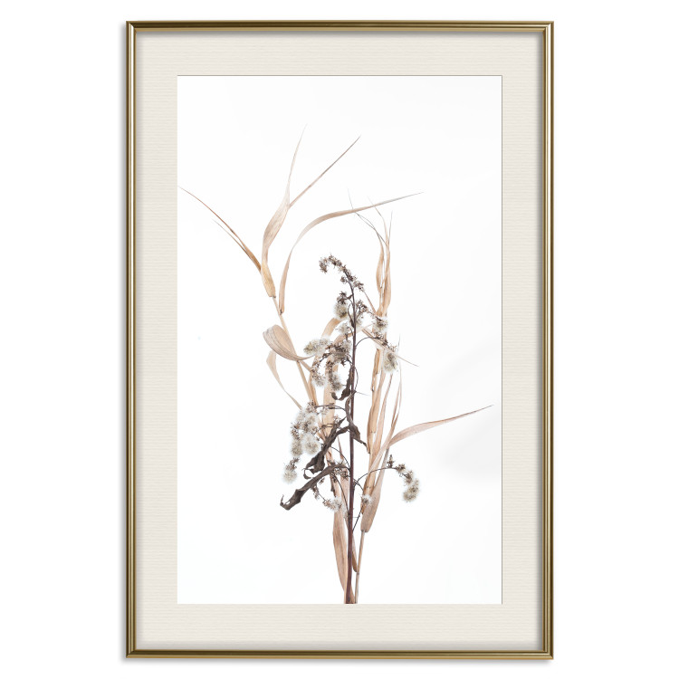 Poster Autumn Herbs - simple composition with dried plants on a white background 119182 additionalImage 19