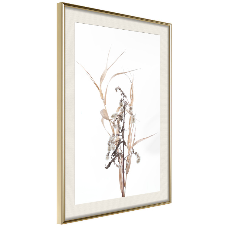 Poster Autumn Herbs - simple composition with dried plants on a white background 119182 additionalImage 2