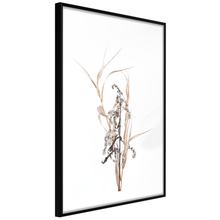 Poster Autumn Herbs - simple composition with dried plants on a white background 119182 additionalImage 11