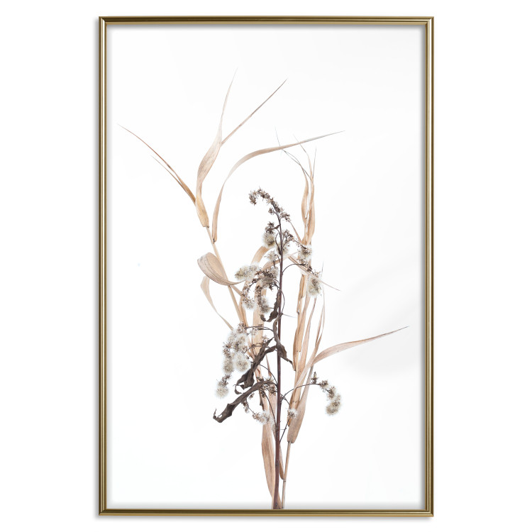Poster Autumn Herbs - simple composition with dried plants on a white background 119182 additionalImage 16