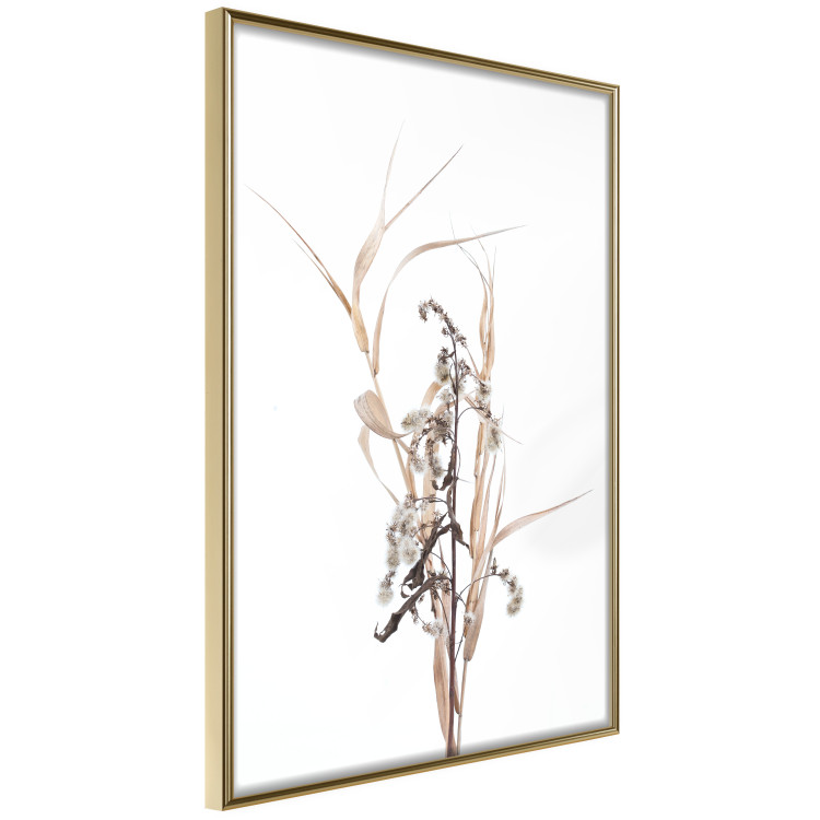 Poster Autumn Herbs - simple composition with dried plants on a white background 119182 additionalImage 12