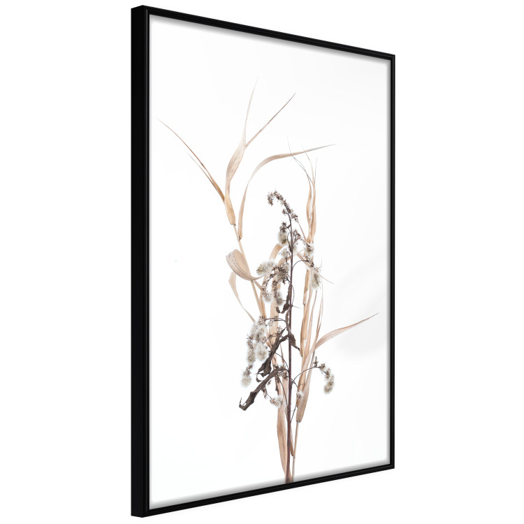 Poster Autumn Herbs - simple composition with dried plants on a white background 119182 additionalImage 12