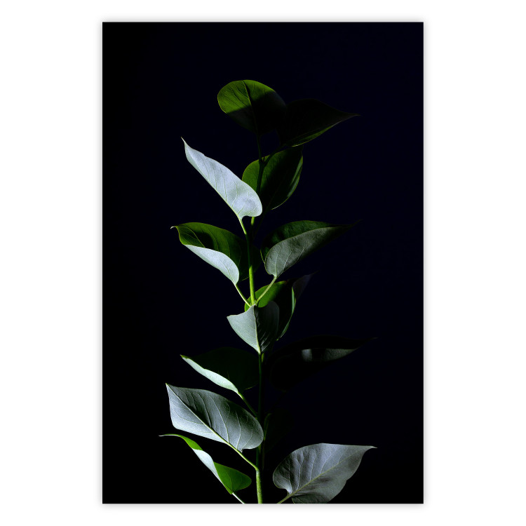Wall Poster In the Moonlight - botanical composition with a plant on a black background 121882