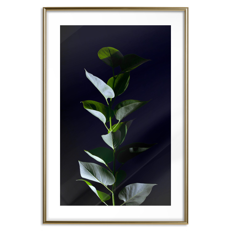 Wall Poster In the Moonlight - botanical composition with a plant on a black background 121882 additionalImage 14