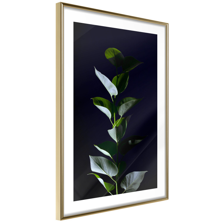 Wall Poster In the Moonlight - botanical composition with a plant on a black background 121882 additionalImage 11