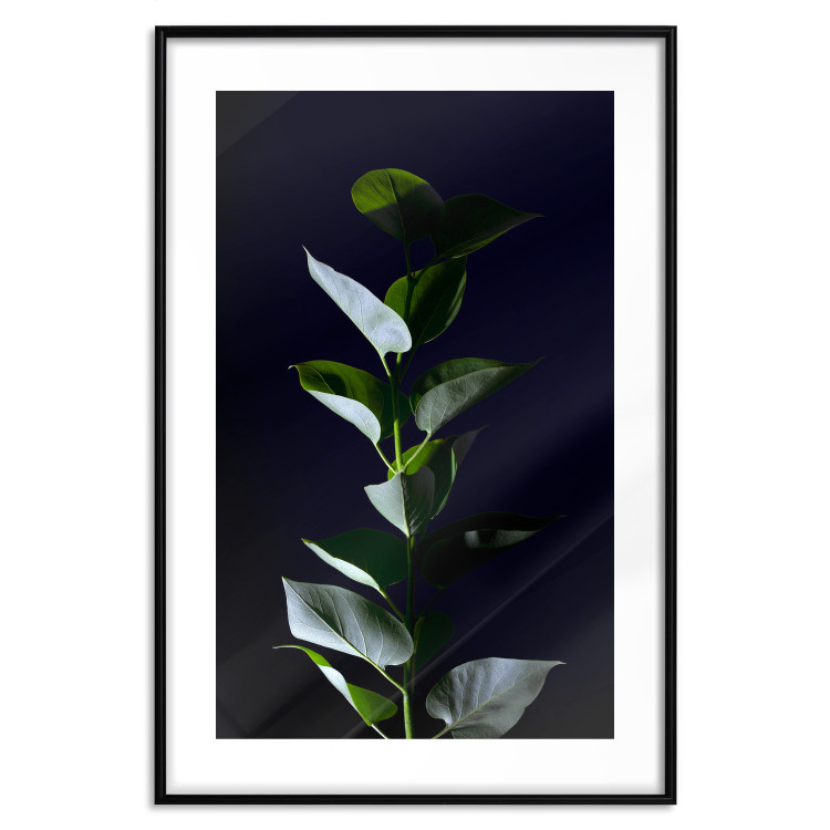 Wall Poster In the Moonlight - botanical composition with a plant on a black background 121882 additionalImage 15
