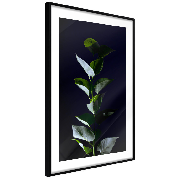 Wall Poster In the Moonlight - botanical composition with a plant on a black background 121882 additionalImage 12