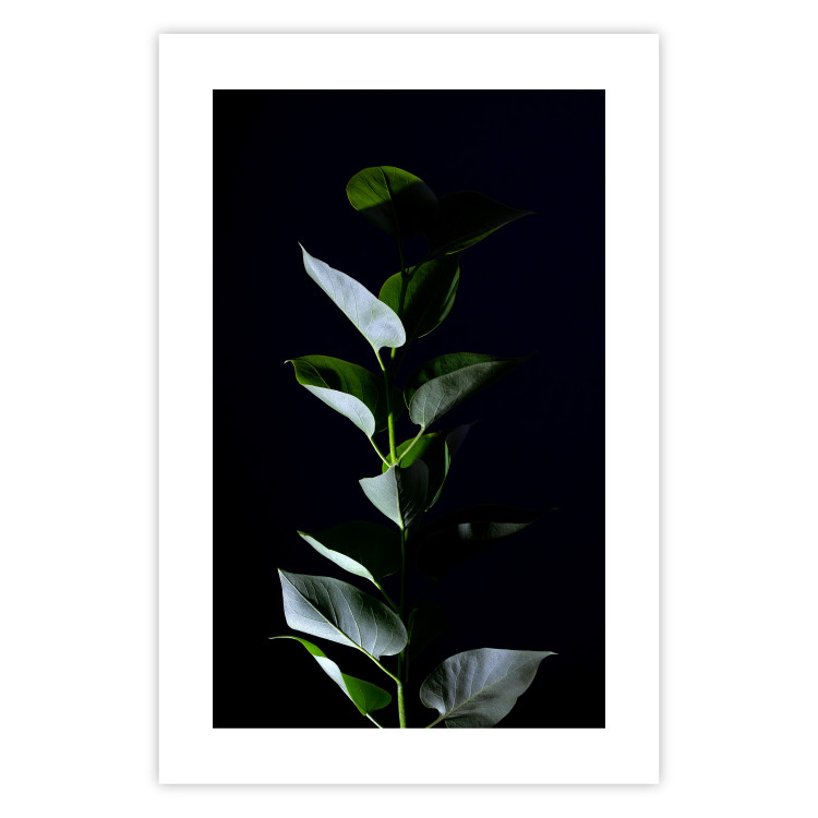 Wall Poster In the Moonlight - botanical composition with a plant on a black background 121882 additionalImage 19
