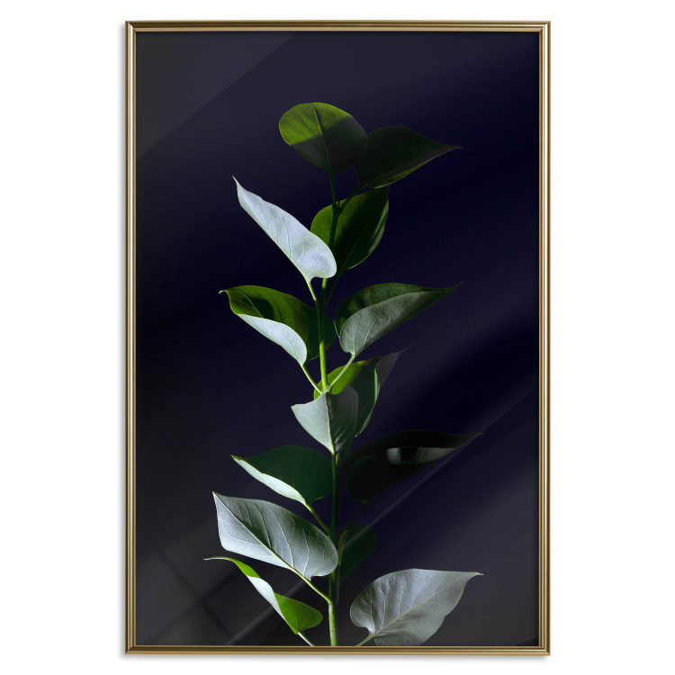 Wall Poster In the Moonlight - botanical composition with a plant on a black background 121882 additionalImage 16