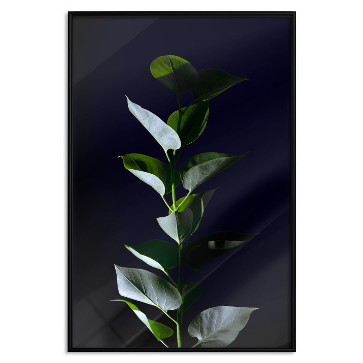 Wall Poster In the Moonlight - botanical composition with a plant on a black background 121882 additionalImage 18