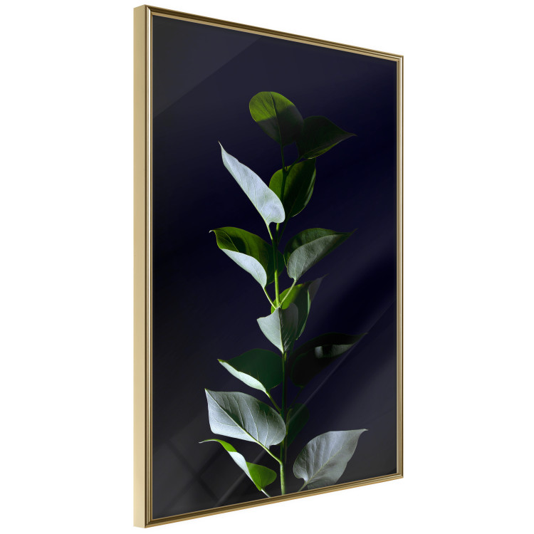 Wall Poster In the Moonlight - botanical composition with a plant on a black background 121882 additionalImage 3