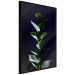 Wall Poster In the Moonlight - botanical composition with a plant on a black background 121882 additionalThumb 2