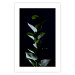 Wall Poster In the Moonlight - botanical composition with a plant on a black background 121882 additionalThumb 19