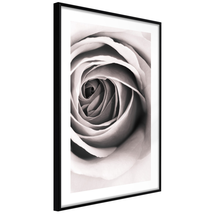 Poster Rose Whirl - pattern imitating the appearance of a rose in an infinite swirl 122282 additionalImage 13