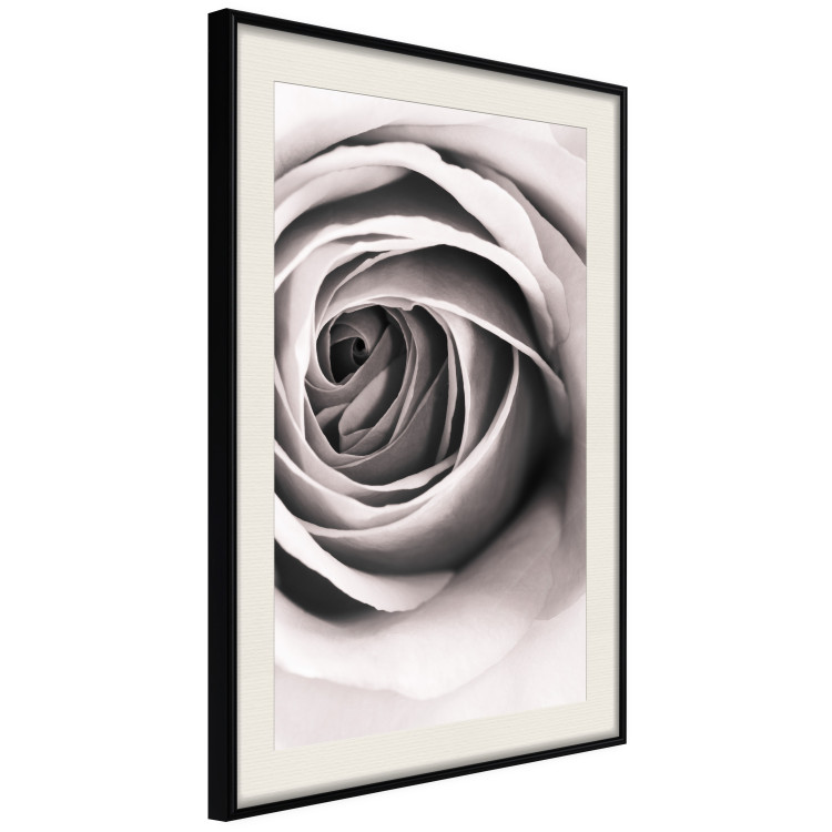 Poster Rose Whirl - pattern imitating the appearance of a rose in an infinite swirl 122282 additionalImage 3